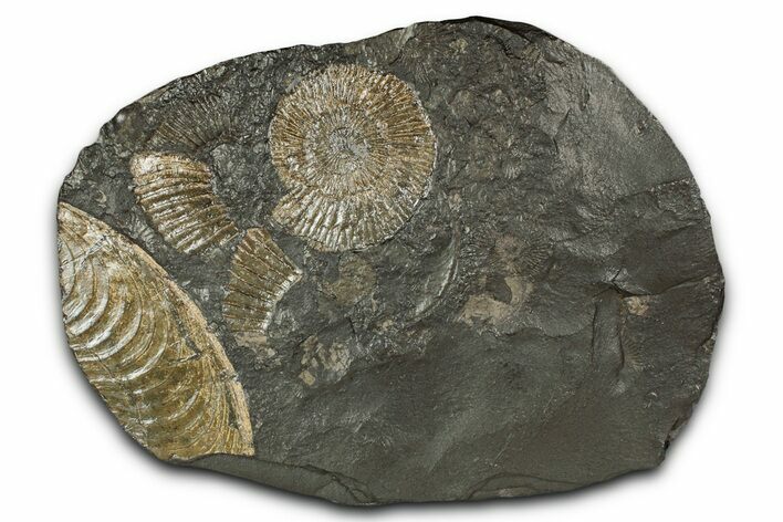 Fossil Ammonite Cluster - Posidonia Shale, Germany #343458